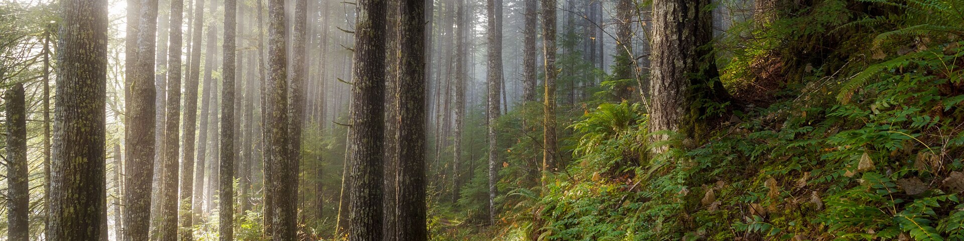 Sun Beams along Hiking Trail in Washington State Park USA America