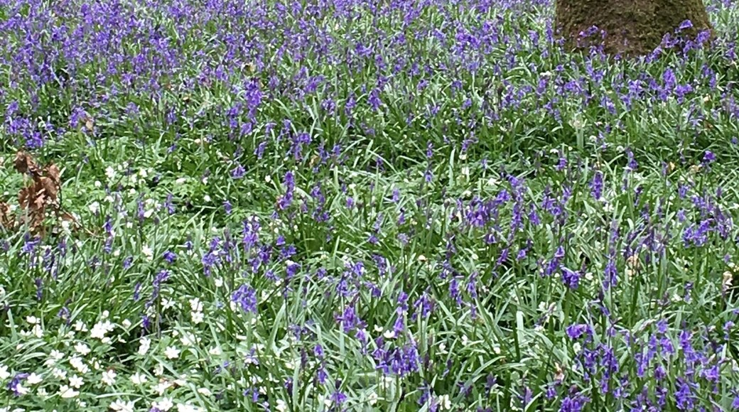Beautiful walks through the wood which is a sea of bluebell and wood anemone plus other species. Other walks along the Cuckmere river and to neighbouring farms to see milking and farm animals.