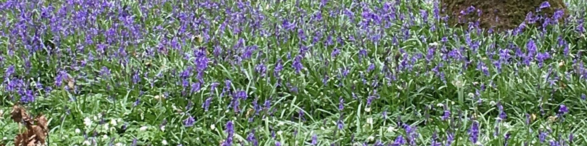Beautiful walks through the wood which is a sea of bluebell and wood anemone plus other species. Other walks along the Cuckmere river and to neighbouring farms to see milking and farm animals.