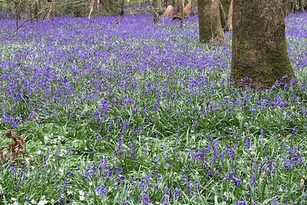 Beautiful walks through the wood which is a sea of bluebell and wood anemone plus other species. Other walks along the Cuckmere river and to neighbouring farms to see milking and farm animals.