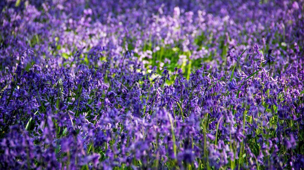 Nothing is more evocative of a Sussex spring then a walk through a wood awash with bluebells. Their deep violet-blue colour and distinctive bell-shaped flower make native bluebells one the South's best known plants. The perfect place to visit for some #SpringFun