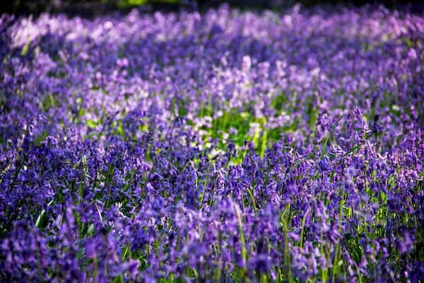 Nothing is more evocative of a Sussex spring then a walk through a wood awash with bluebells. Their deep violet-blue colour and distinctive bell-shaped flower make native bluebells one the South's best known plants. The perfect place to visit for some #SpringFun