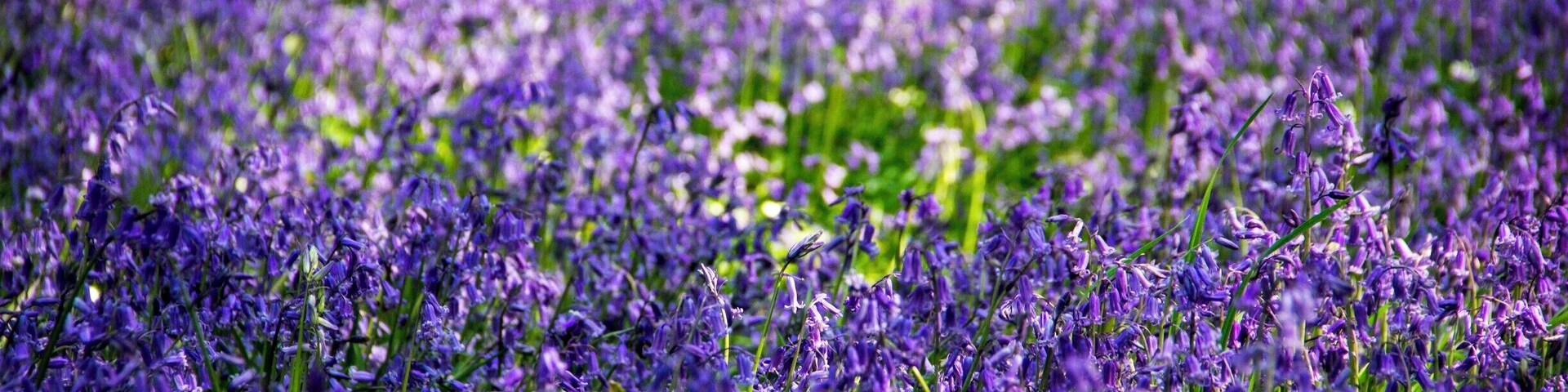Nothing is more evocative of a Sussex spring then a walk through a wood awash with bluebells. Their deep violet-blue colour and distinctive bell-shaped flower make native bluebells one the South's best known plants. The perfect place to visit for some #SpringFun