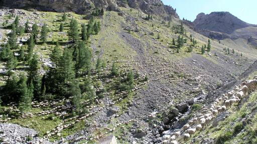 Troupeau dans la vallée de Cheiniers (Méolans-Revel).