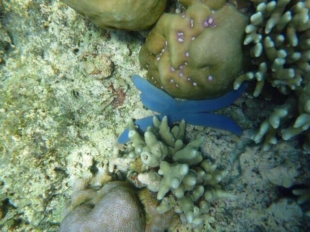 Excellent place to snorkel in bali water visabity was amazing 