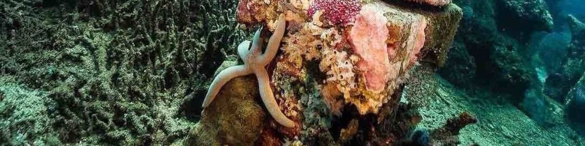 Just off the coast of Pemuteran in Northern Bali, lies a secret shrine under the ocean. You’ll need an advanced SCUBA certification to see it 🐳