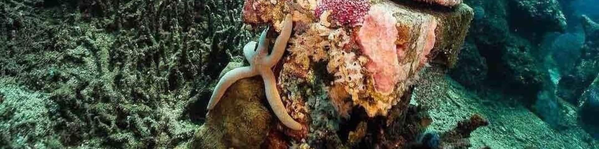 Just off the coast of Pemuteran in Northern Bali, lies a secret shrine under the ocean. Youâll need an advanced SCUBA certification to see it đł