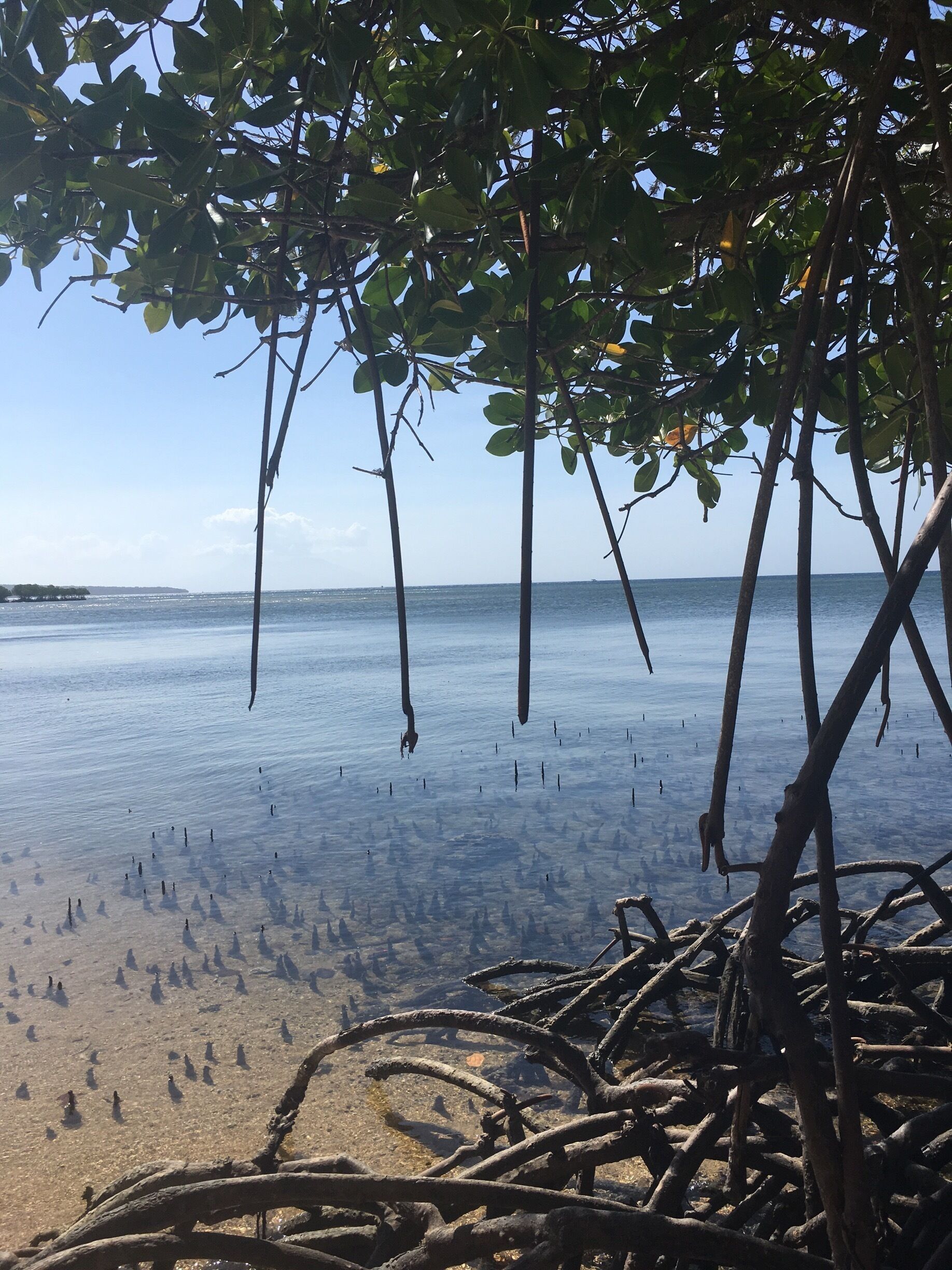 There are lots of mangroves 🌳🌳
#nature