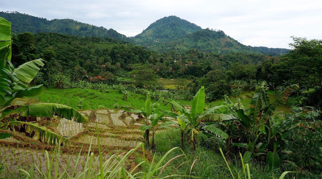 While visiting the metropolis of Jakarta I ventured into the countryside and went hiking among the beautiful rice terraces. Not sure exactly where this is, but its an hour outside the city! #hiking