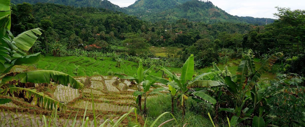 While visiting the metropolis of Jakarta I ventured into the countryside and went hiking among the beautiful rice terraces. Not sure exactly where this is, but its an hour outside the city! #hiking