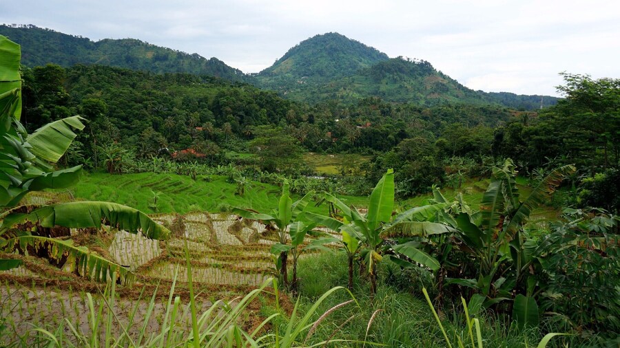 While visiting the metropolis of Jakarta I ventured into the countryside and went hiking among the beautiful rice terraces. Not sure exactly where this is, but its an hour outside the city! #hiking