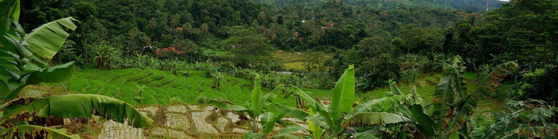 While visiting the metropolis of Jakarta I ventured into the countryside and went hiking among the beautiful rice terraces. Not sure exactly where this is, but its an hour outside the city! #hiking