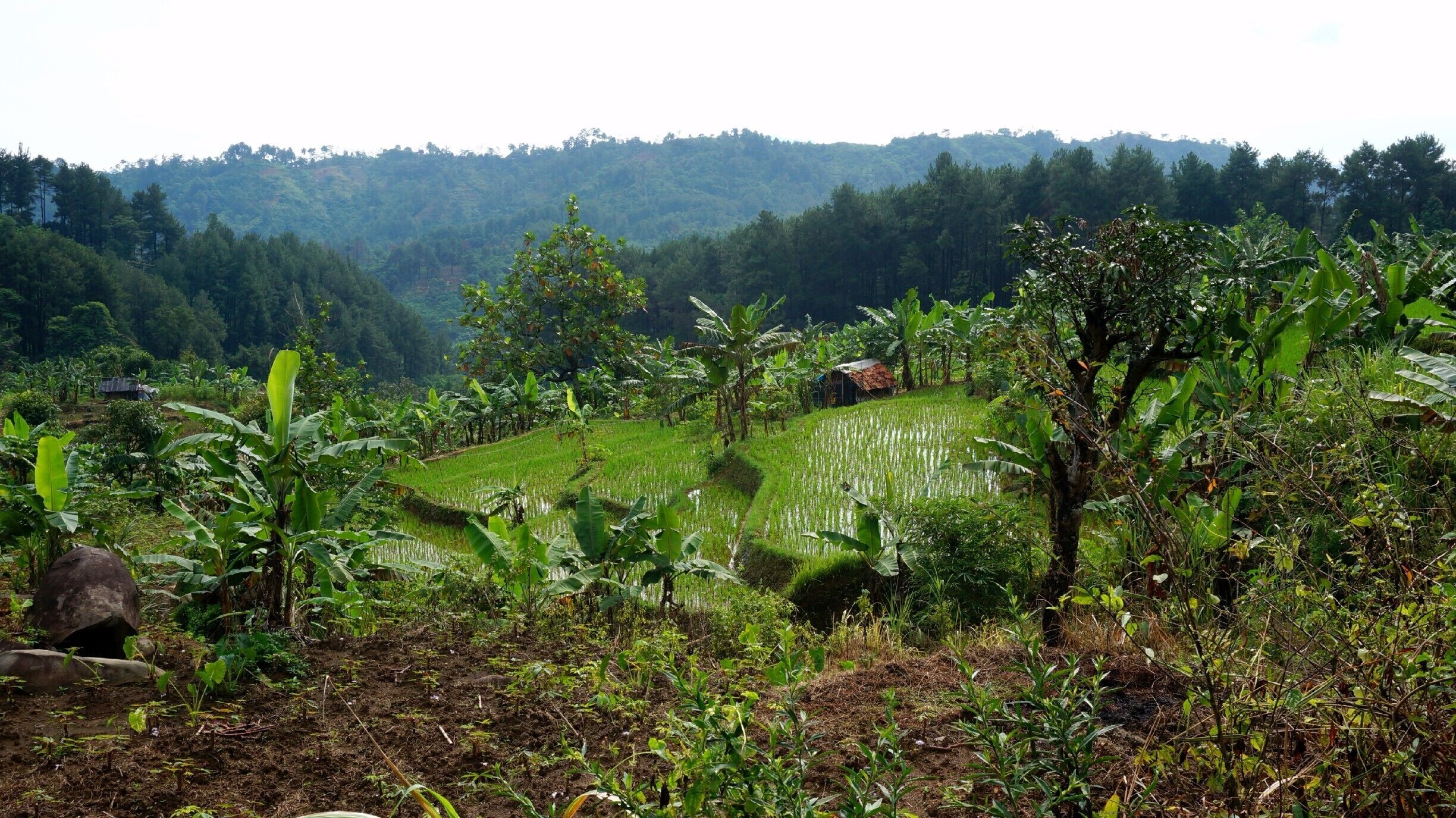 Hiking in the countryside outside Jakarta, Indonesia, among the beautiful rice terraces.