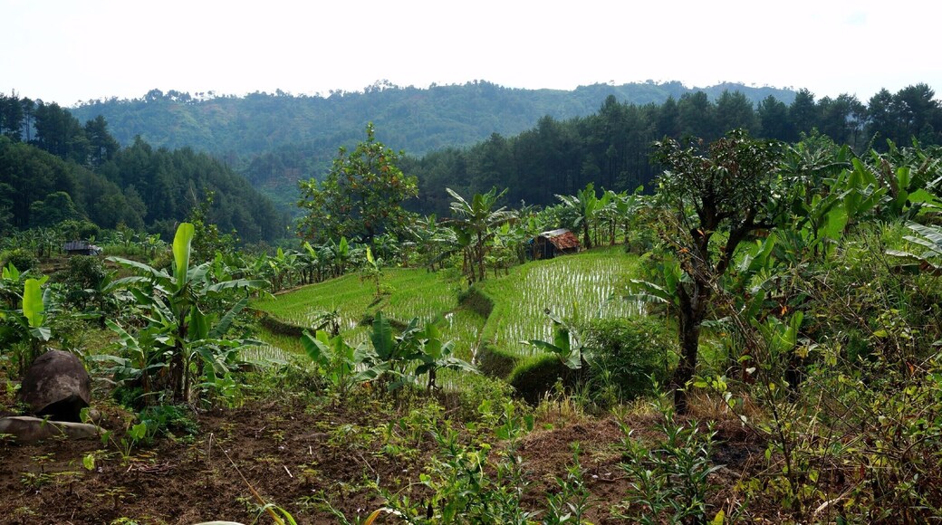 Hiking in the countryside outside Jakarta, Indonesia, among the beautiful rice terraces.