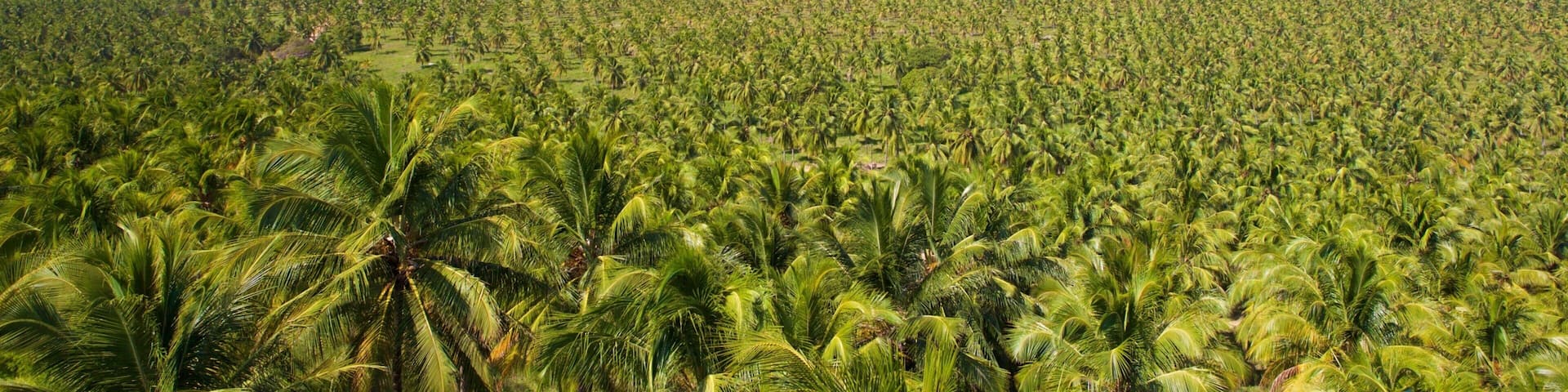 Gunga Beach which includes tropical scenes and general coastal views