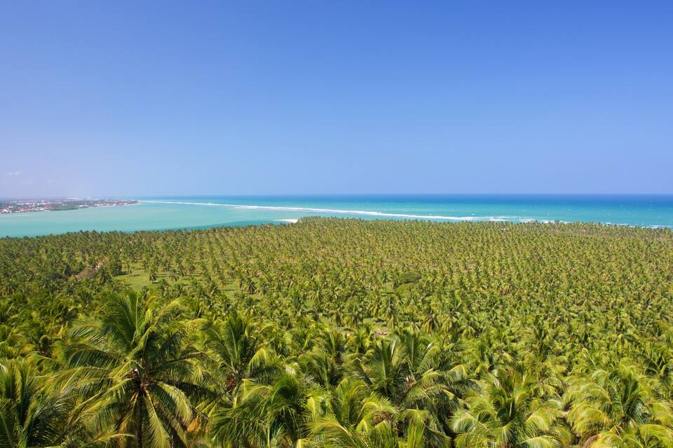 A coastal landscape with dense palm trees and a clear blue sky.