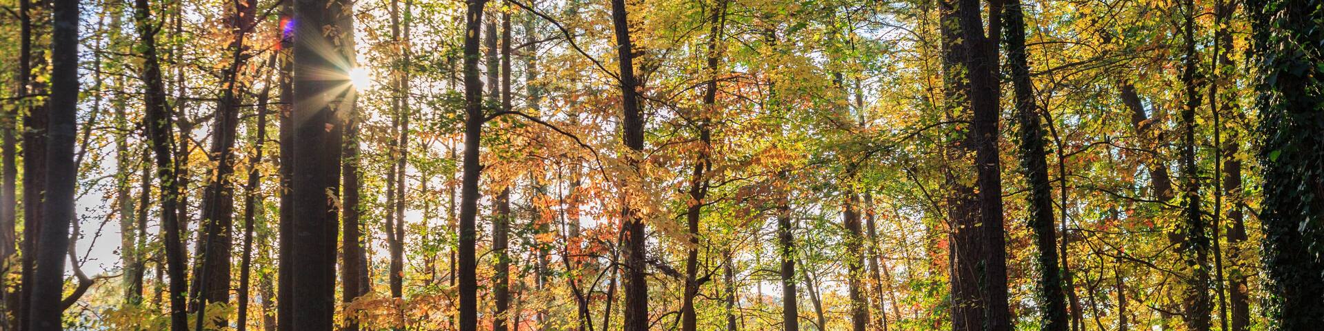 A forest path with tall trees and sunlight filtering through.