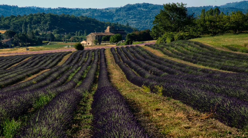 Champ de lavande à Saint-Michel-l'Observatoire, Alpes-de-Haute-Provence, France