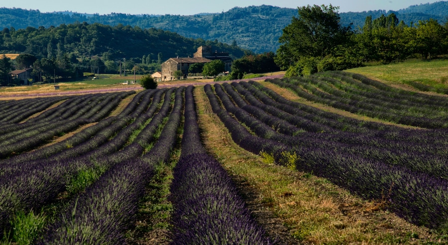 Champ de lavande à Saint-Michel-l'Observatoire, Alpes-de-Haute-Provence, France