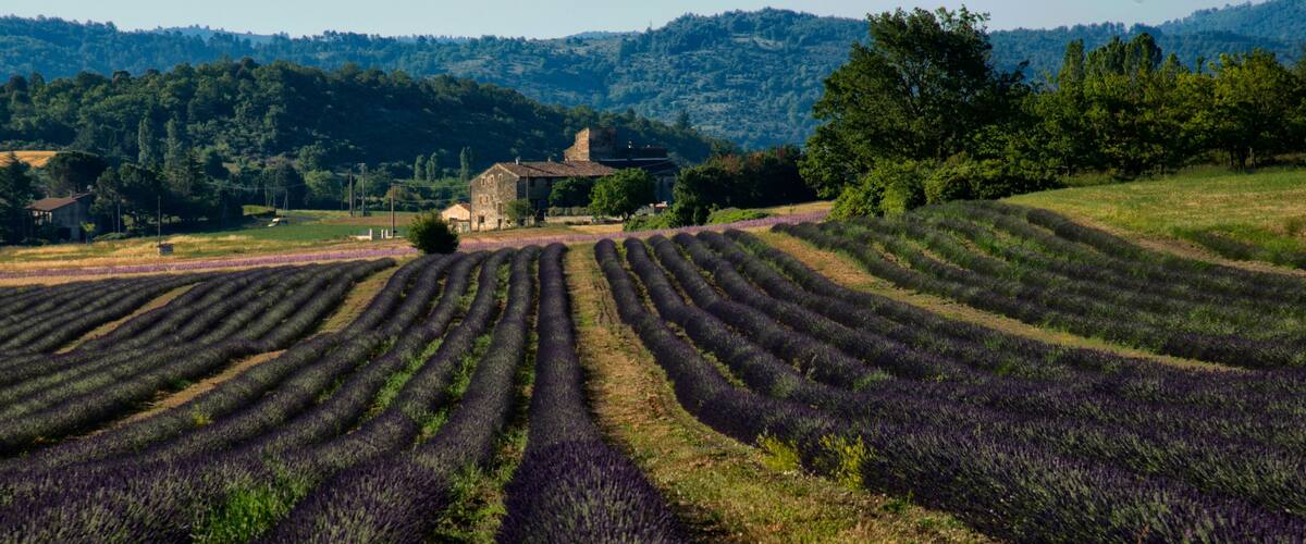 Lavender fields with a stone building in the background.