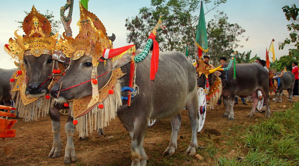 bunt geschmückte Wasserbüffel vor den traditionellem Büffelrennen in Bali