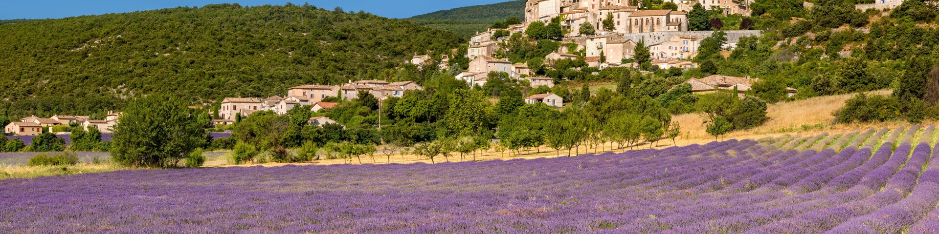 A lavender field, a hilltop village with historic buildings, and a clear blue sky.