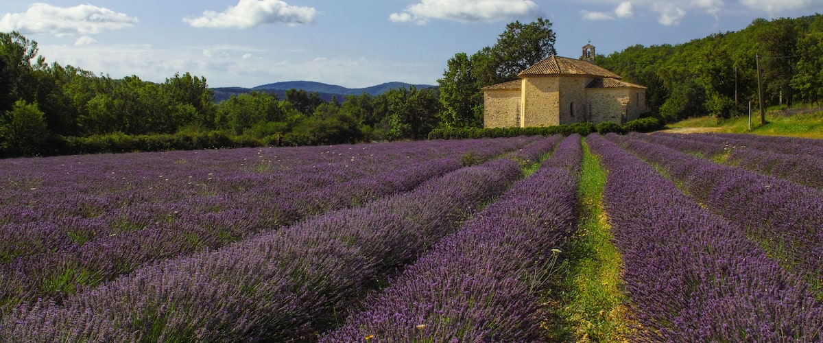 A lavender field with rows of purple flowers, a stone building, and a forested hill in the background.