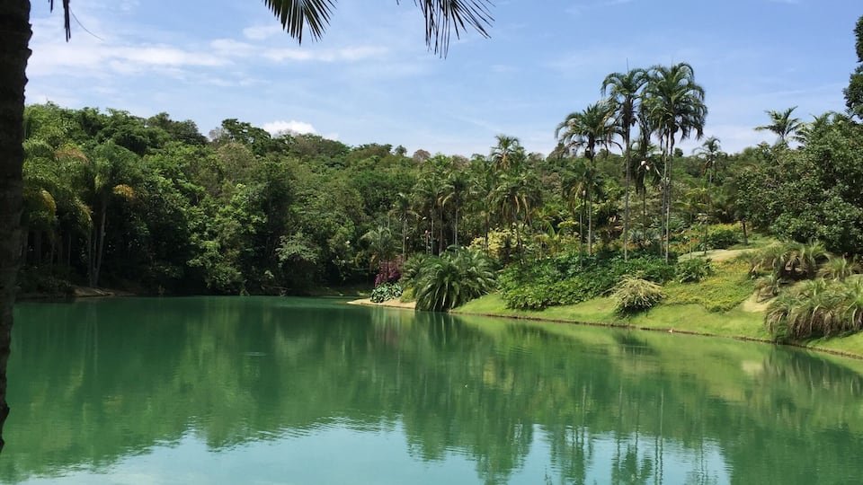 A calm lake surrounded by dense tropical vegetation and palm trees.