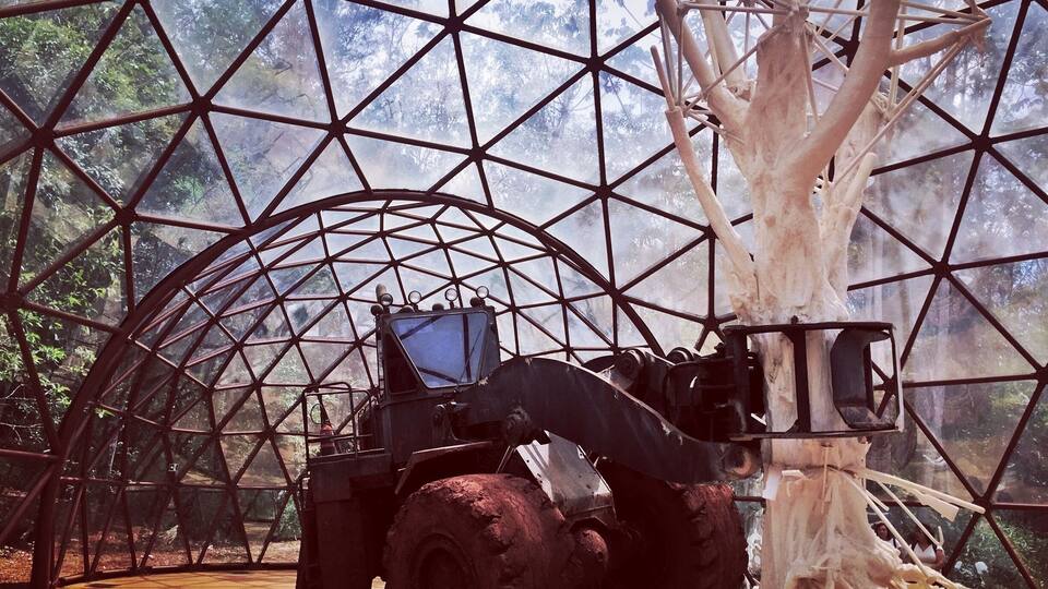 A large tree with exposed roots inside a geodesic dome structure.