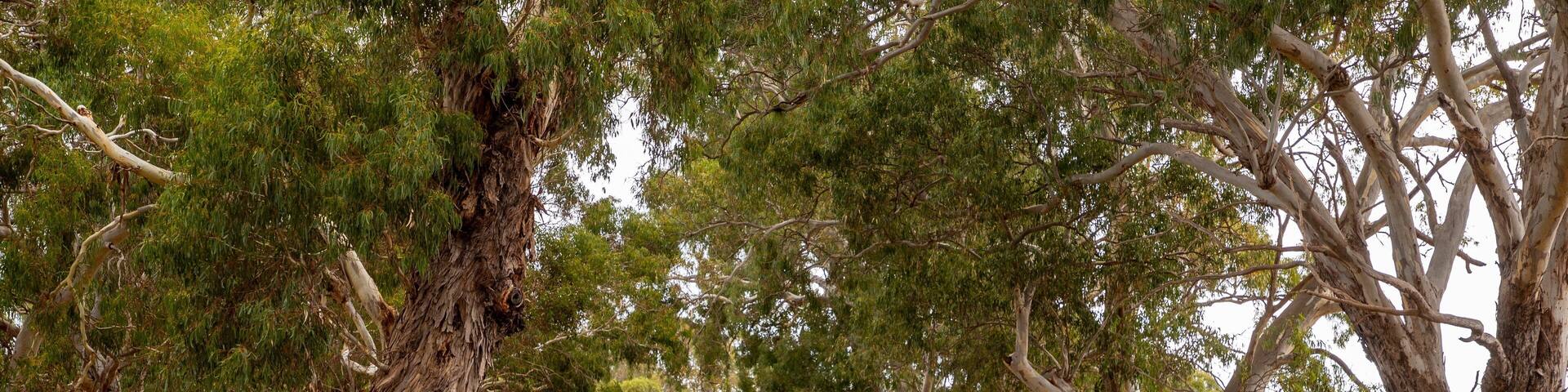 Yankalilla showing signage and tranquil scenes