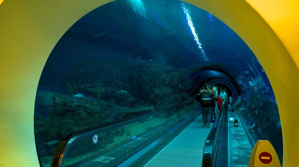 National Museum of Marine Biology and Aquarium mit einem Meeresbewohner