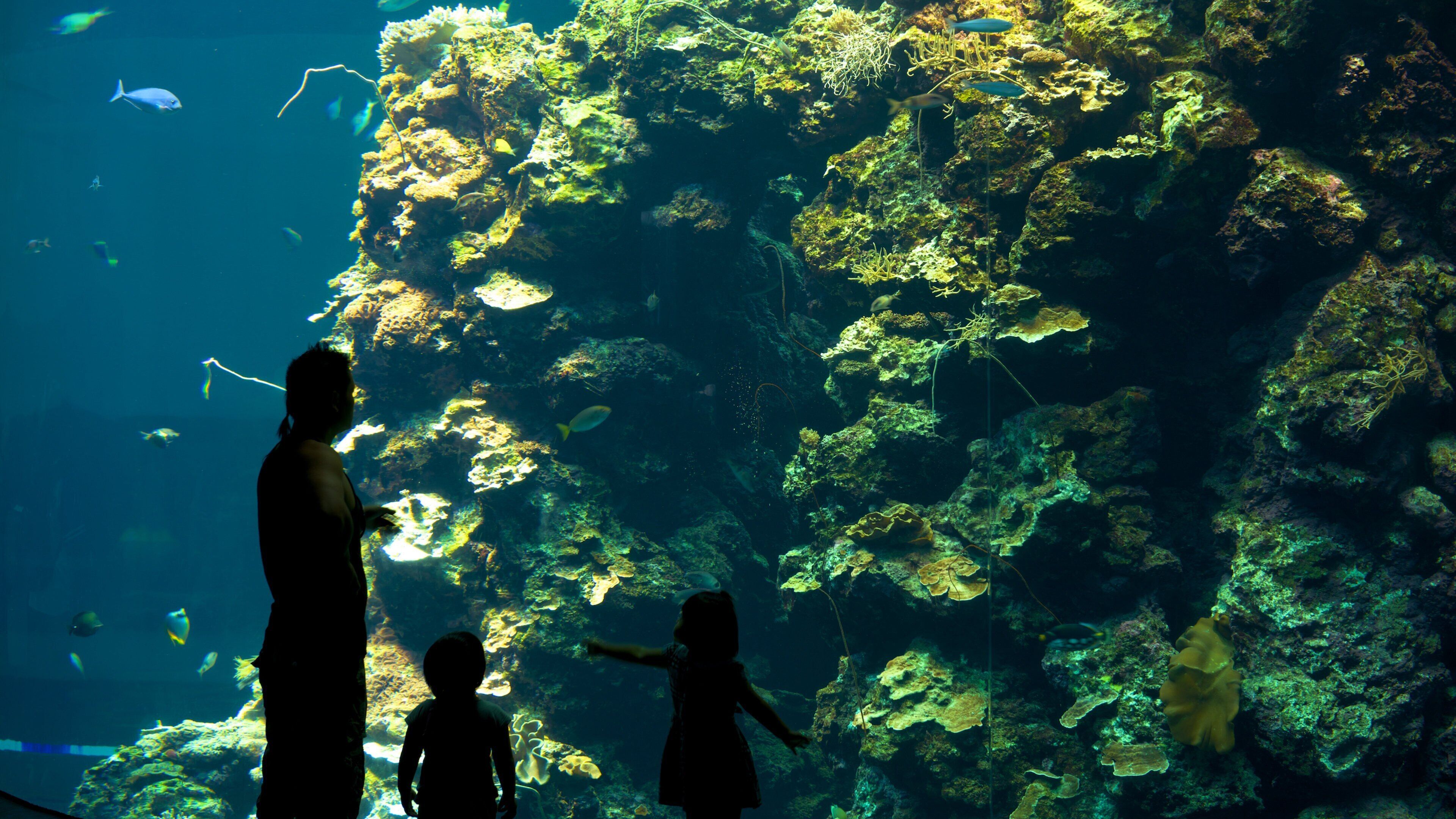 National Museum of Marine Biology and Aquarium showing marine life as well as a family