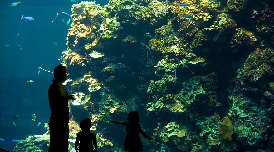 国立海洋生物博物館 どの含み 海洋生物 及び 家族