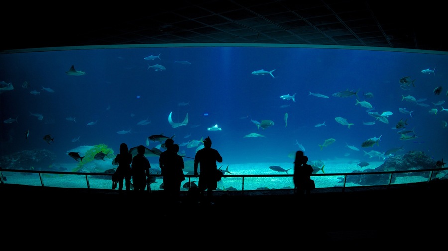 National Museum of Marine Biology and Aquarium featuring marine life