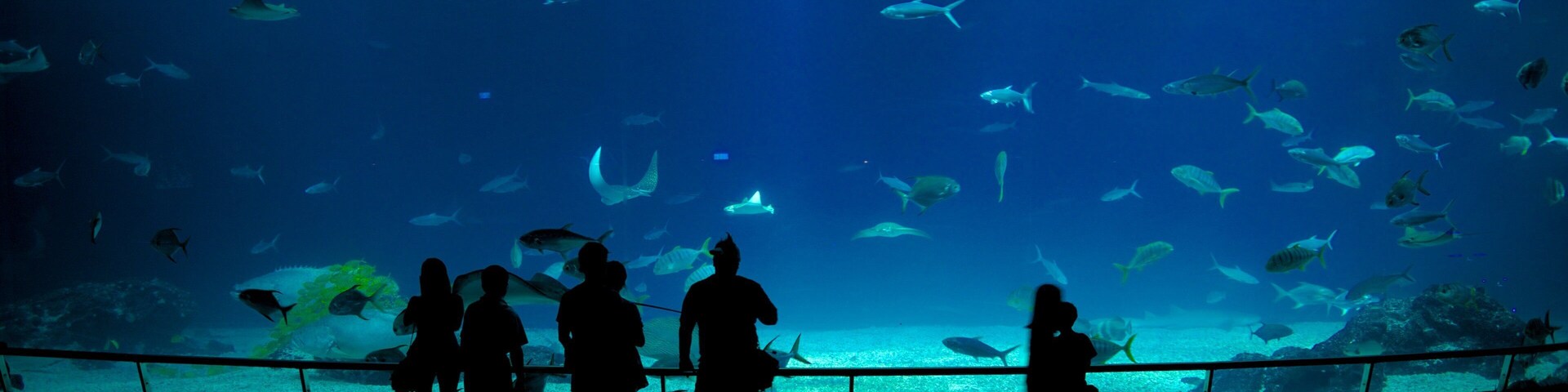 National Museum of Marine Biology and Aquarium featuring marine life