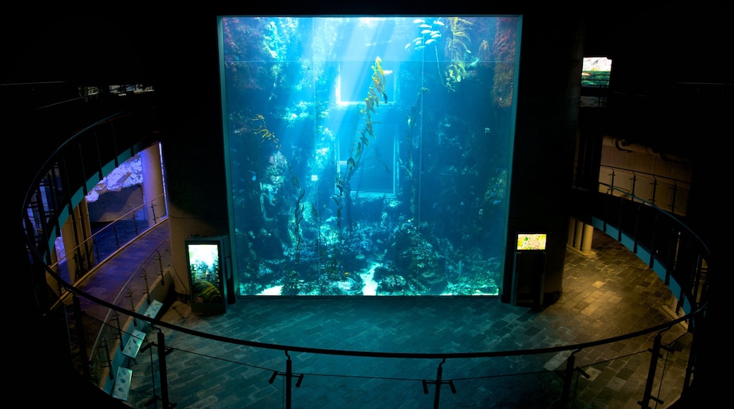 National Museum of Marine Biology and Aquarium das einen Meeresbewohner