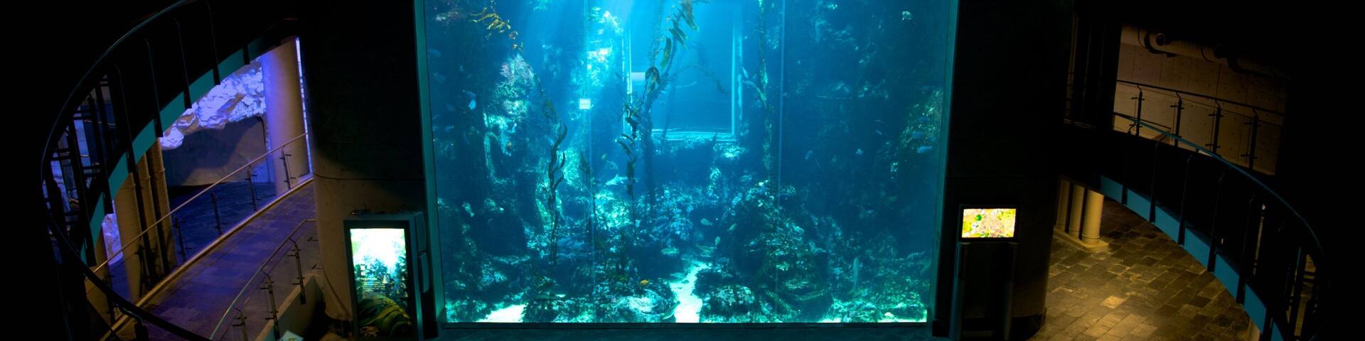 National Museum of Marine Biology and Aquarium featuring marine life