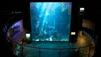 Museo nacional de biología marina y acuario mostrando vida marina
