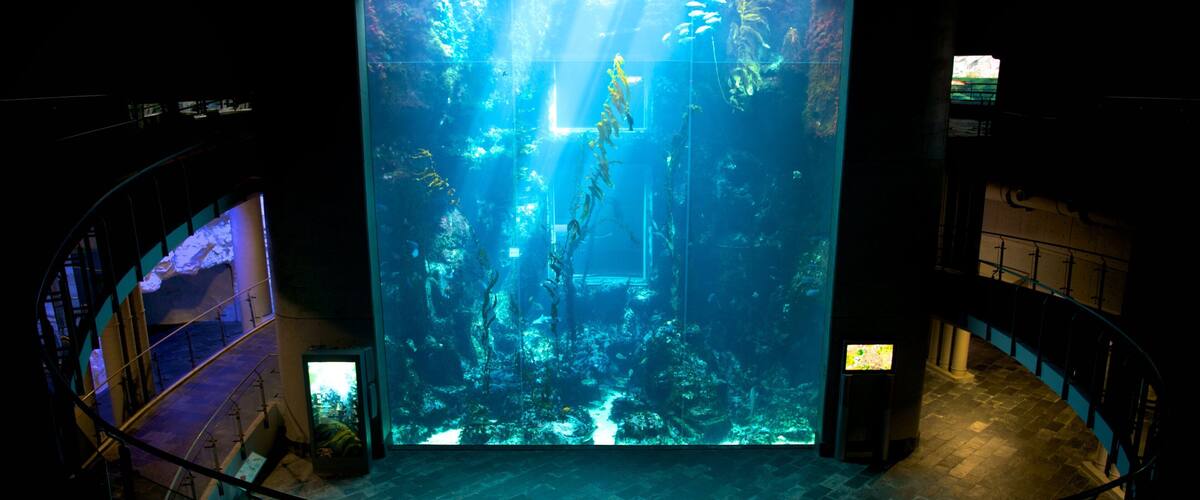 An aquarium with a large, illuminated tank displaying aquatic life.