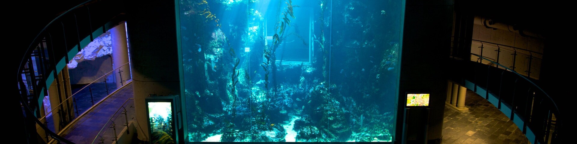 An aquarium with a large, illuminated tank displaying aquatic life.