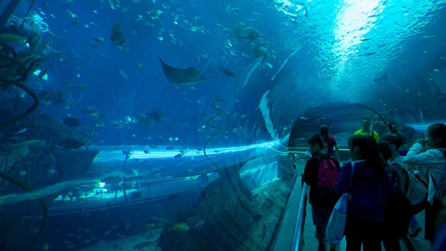 National Museum of Marine Biology and Aquarium featuring marine life