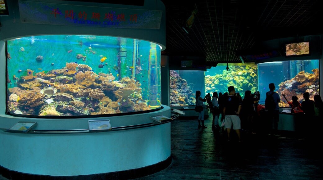 National Museum of Marine Biology and Aquarium which includes marine life