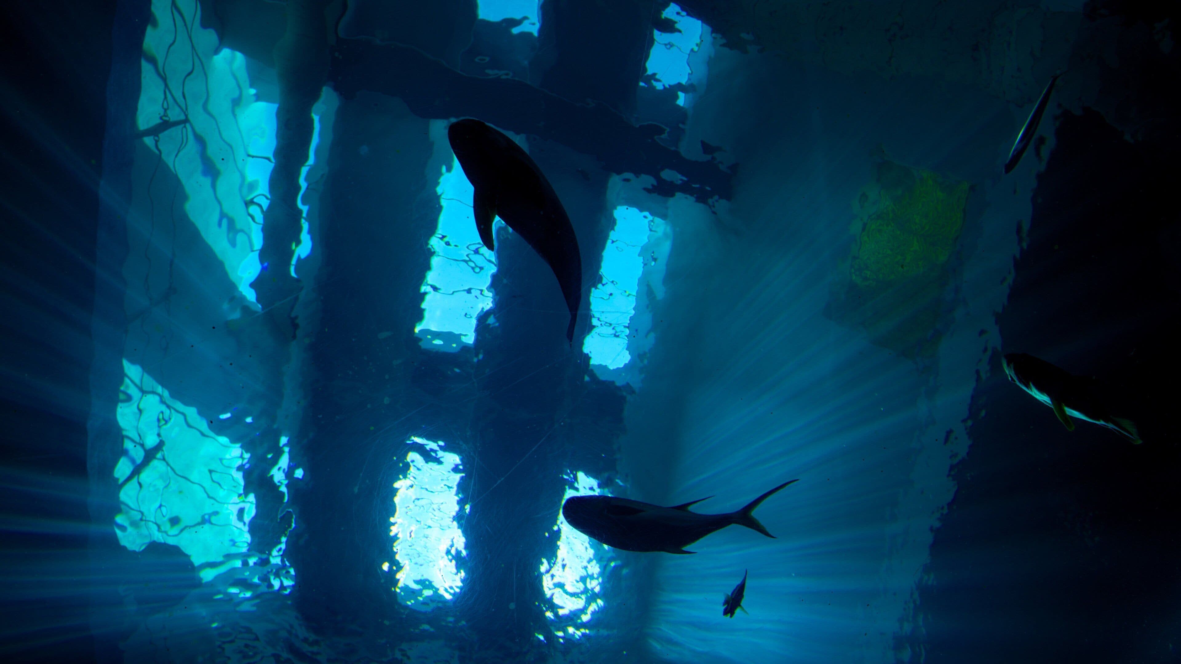 National Museum of Marine Biology and Aquarium showing marine life