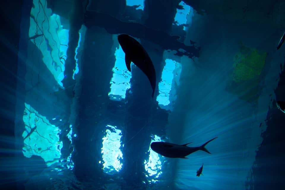 An underwater scene with a large fish swimming near a cave-like structure.