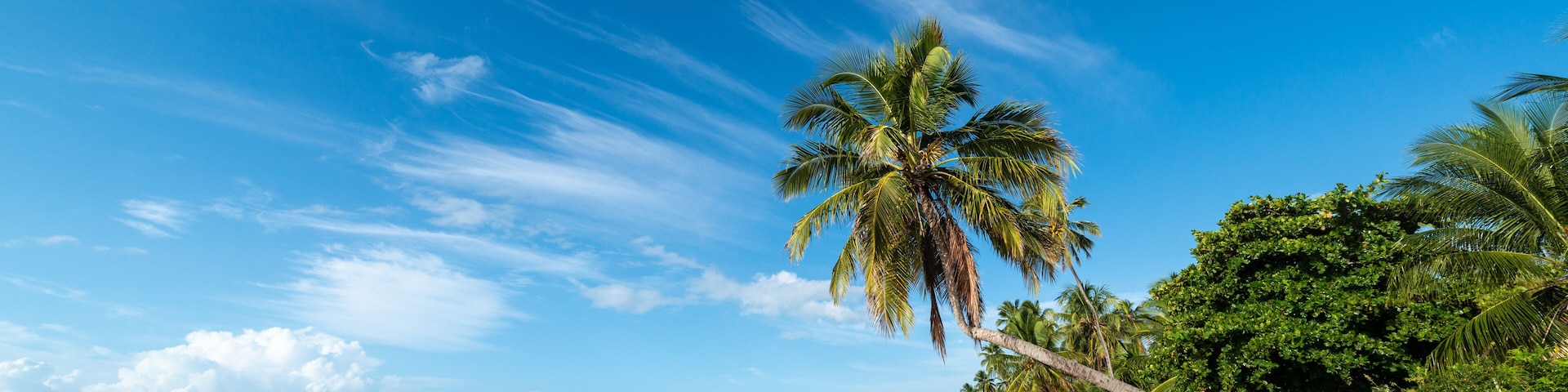 Coconut trees on the peaceful and beautiful beach of Japaratinga, Maragogi, Alagoas, Brazil on April 6, 2019