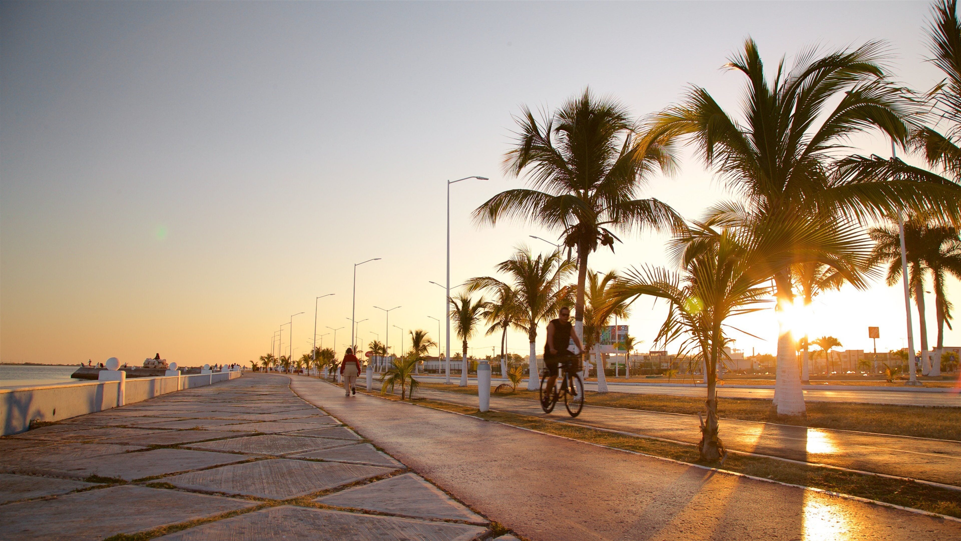 A sunset over a coastal promenade with palm trees and a cyclist.
