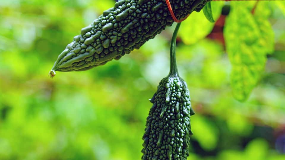 Goya bitter melon (momordica charantia) plant growing in Okinawa, Japan