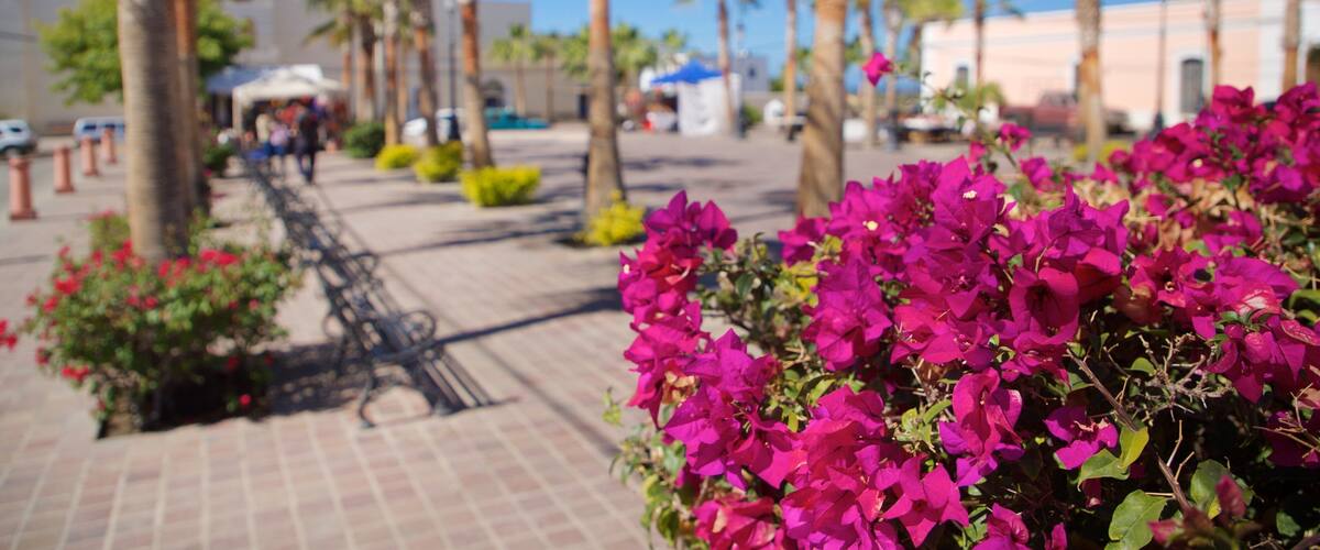 Todos Santos Plaza which includes wildflowers