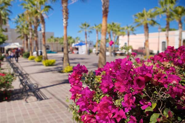 Todos Santos Plaza which includes wildflowers