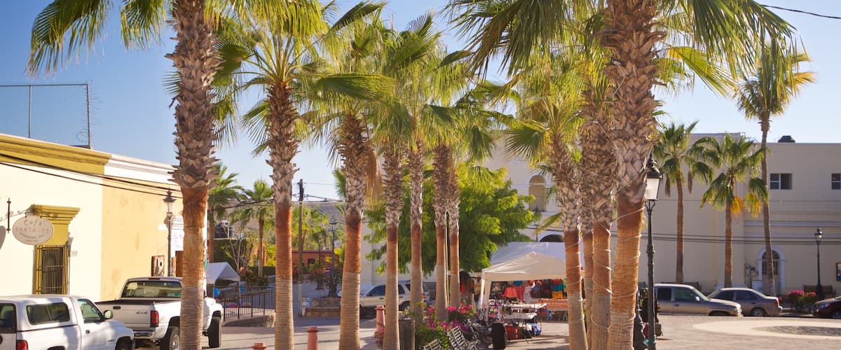Todos Santos Plaza featuring a garden and wildflowers
